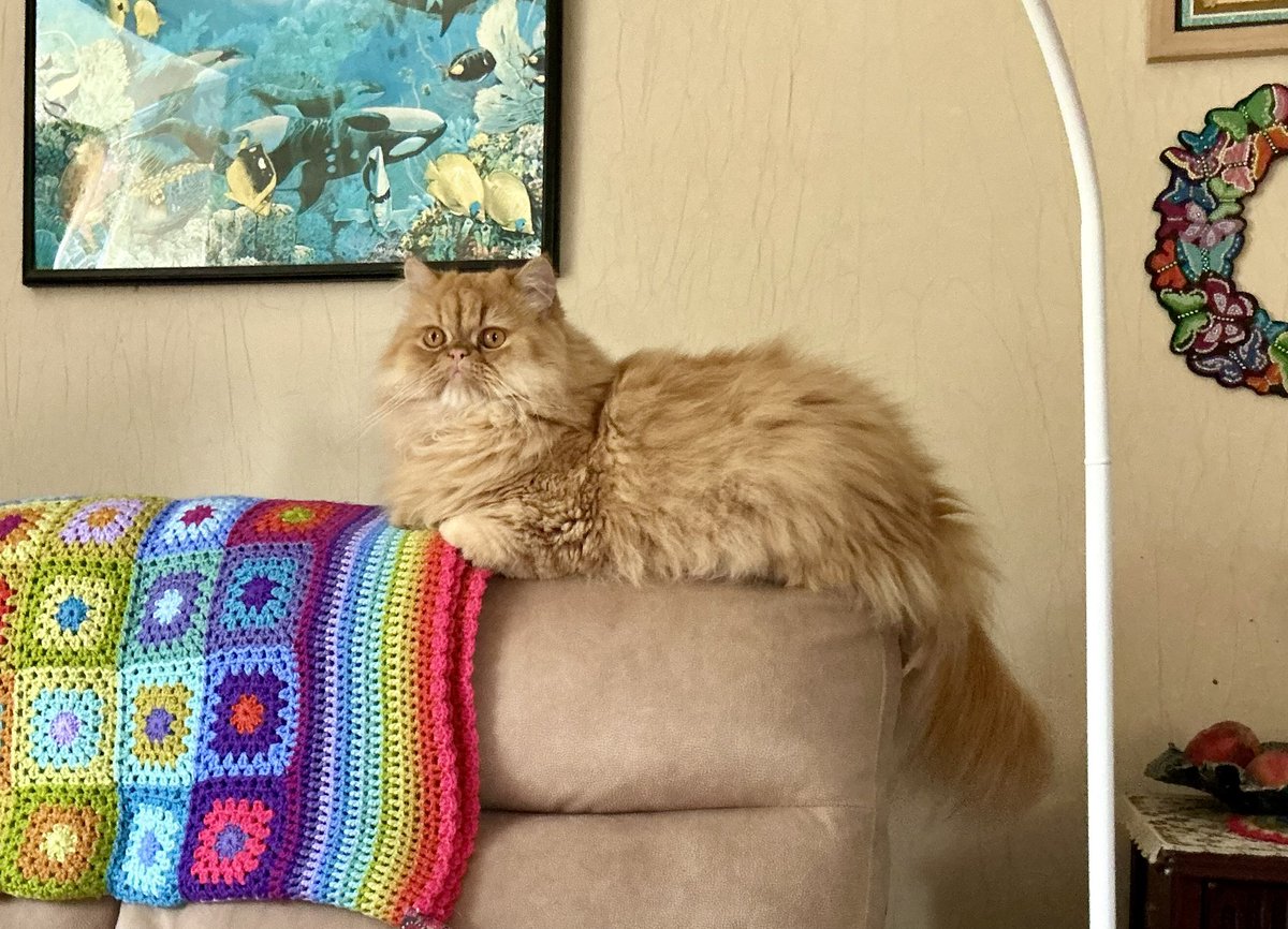 Happy 2nd Birthday Ollie! ❤️🐈🐱🎉🎁❤️
#redtabbypersian #persiancat #felinefurbaby