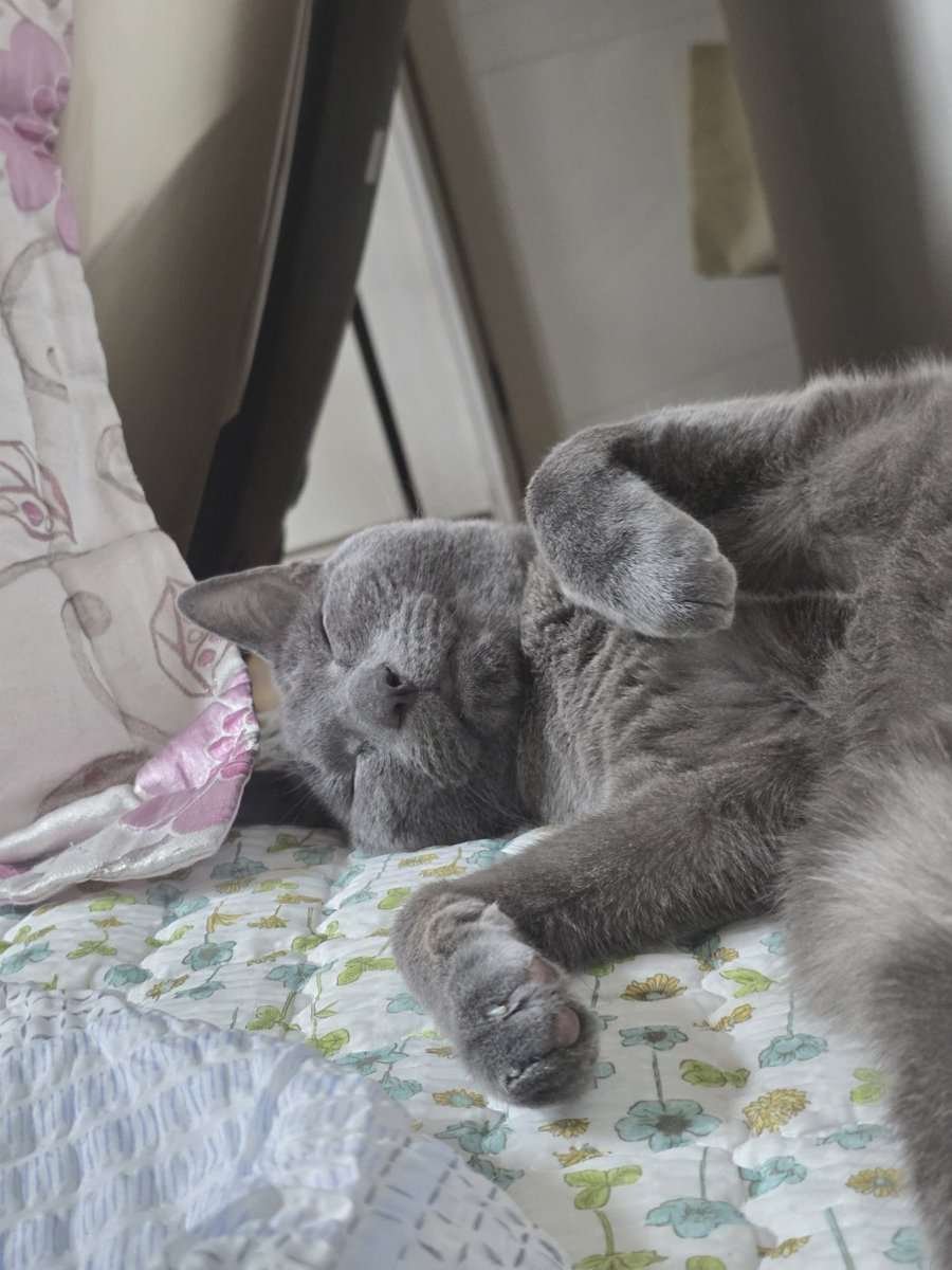 걱정많은 트친들에게
퍼져자는 제트를 드립니다