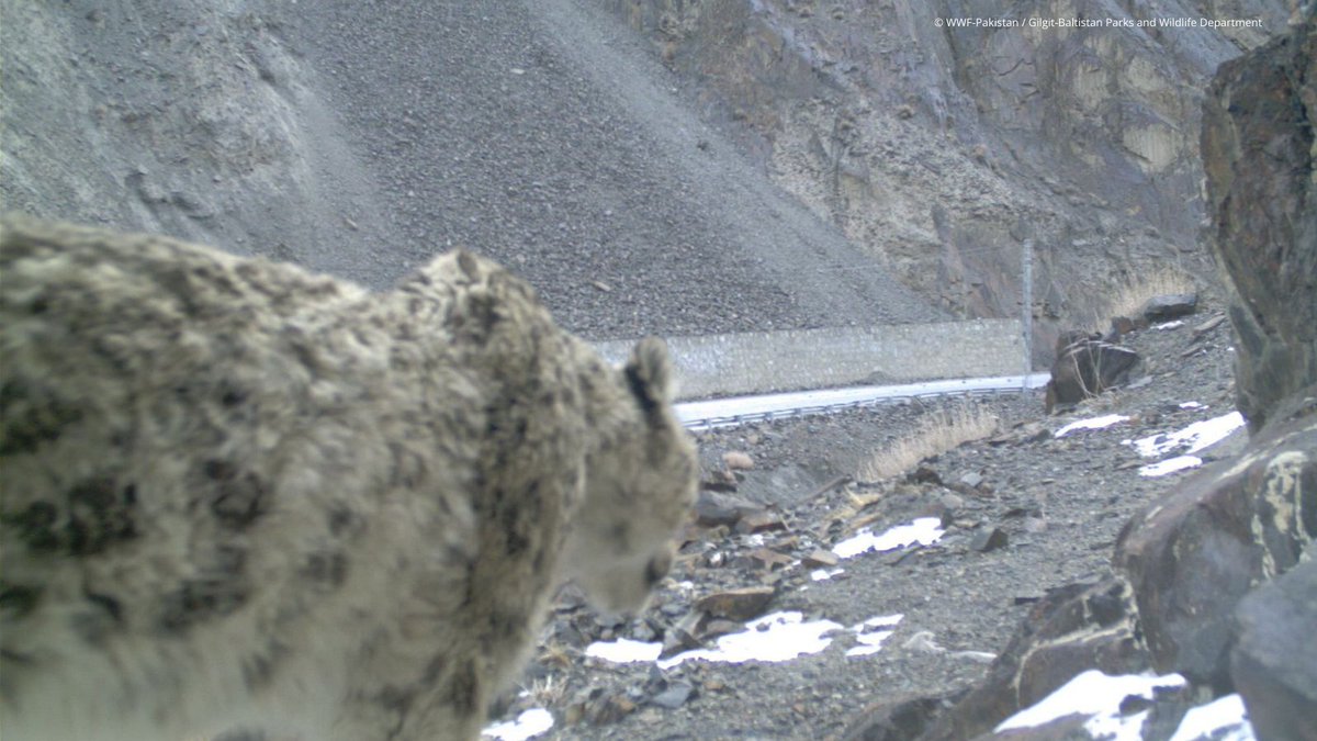 WWFNepal's tweet image. Snow leopards roam across vast ranges in mountainous habitat. As development increases, these magnificent big cats are more affected by roads, railways, & other linear infrastructure. New guidance looks at ways to avoid & mitigate these negative impacts. worldwildlife.org/stories/design…