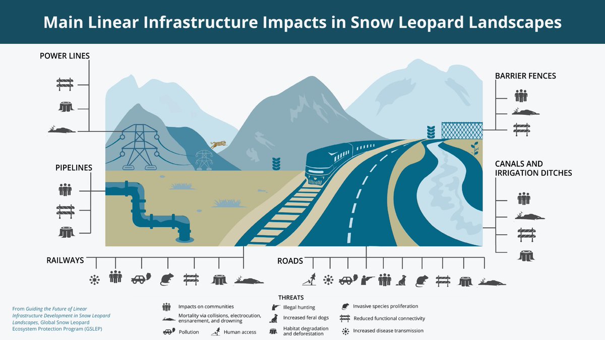 WWFNepal's tweet image. Snow leopards roam across vast ranges in mountainous habitat. As development increases, these magnificent big cats are more affected by roads, railways, & other linear infrastructure. New guidance looks at ways to avoid & mitigate these negative impacts. worldwildlife.org/stories/design…