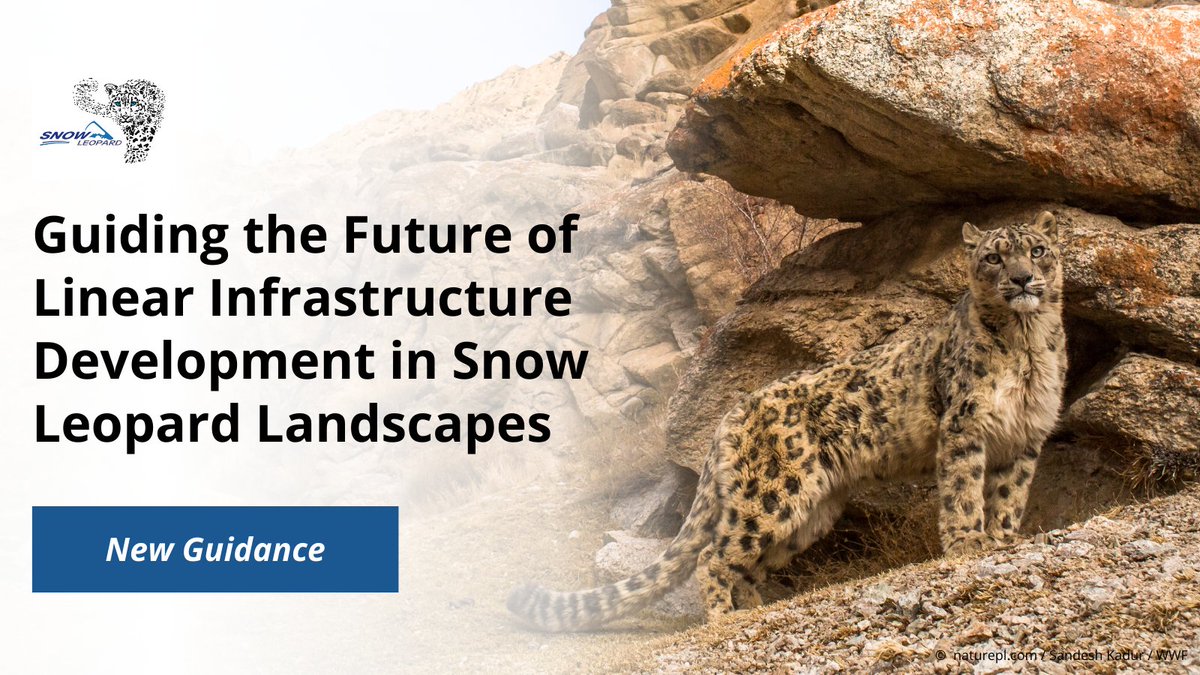 WWFNepal's tweet image. Snow leopards roam across vast ranges in mountainous habitat. As development increases, these magnificent big cats are more affected by roads, railways, & other linear infrastructure. New guidance looks at ways to avoid & mitigate these negative impacts. worldwildlife.org/stories/design…