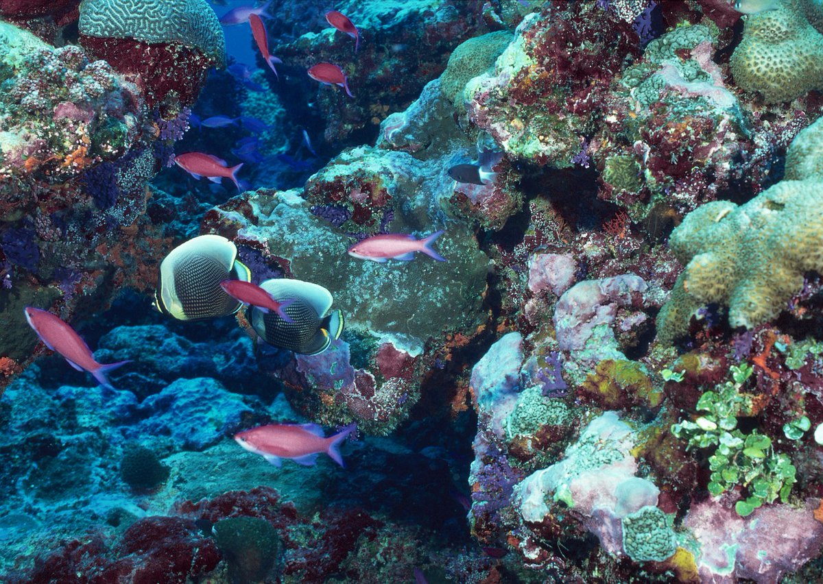 Parque Toruños (@parquetorunos) on Twitter photo Hoy, en @parqueTorunos, jornada dedicada a la conservación de los corales, a cargo de Coral Soul. Consistirá en una inmersión virtual en un arrecife coralífero y una gincana ambiental. A las 19:00 h.
<a href="/FomentoAND/">Consejería de Fomento de la Junta de Andalucía</a>
@Cadizjunta
<a href="/Rocio_DiazJ/">Rocío Díaz Jiménez</a>
<a href="/TurismoElPuerto/">ElPuertoDeSantaMaría</a>
<a href="/TurismoPtoReal/">Puerto Real Turismo</a> Hoy, en @parqueTorunos, jornada dedicada a la conservación de los corales, a cargo de Coral Soul. Consistirá en una inmersión virtual en un arrecife coralífero y una gincana ambiental. A las 19:00 h.
<a href="/FomentoAND/">Consejería de Fomento de la Junta de Andalucía</a>
@Cadizjunta
<a href="/Rocio_DiazJ/">Rocío Díaz Jiménez</a>
<a href="/TurismoElPuerto/">ElPuertoDeSantaMaría</a>
<a href="/TurismoPtoReal/">Puerto Real Turismo</a>