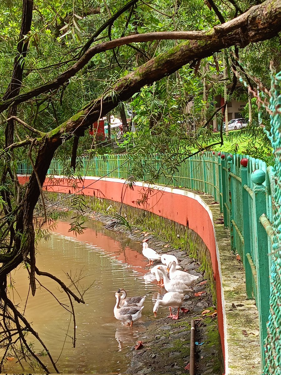 Post-lunch walks at IITB look like this.🌿
#iitbombay