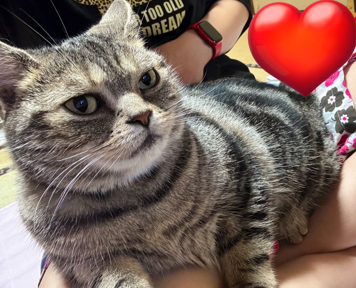020209150714's tweet photo. ｱﾞｱﾞｱﾞｱﾞｱﾞ！
甘えてくるの可愛いすぎ！
一緒にテレビ見よか⸜(*˙꒳˙*)⸝ https://t.co/nlKP6WJf7E