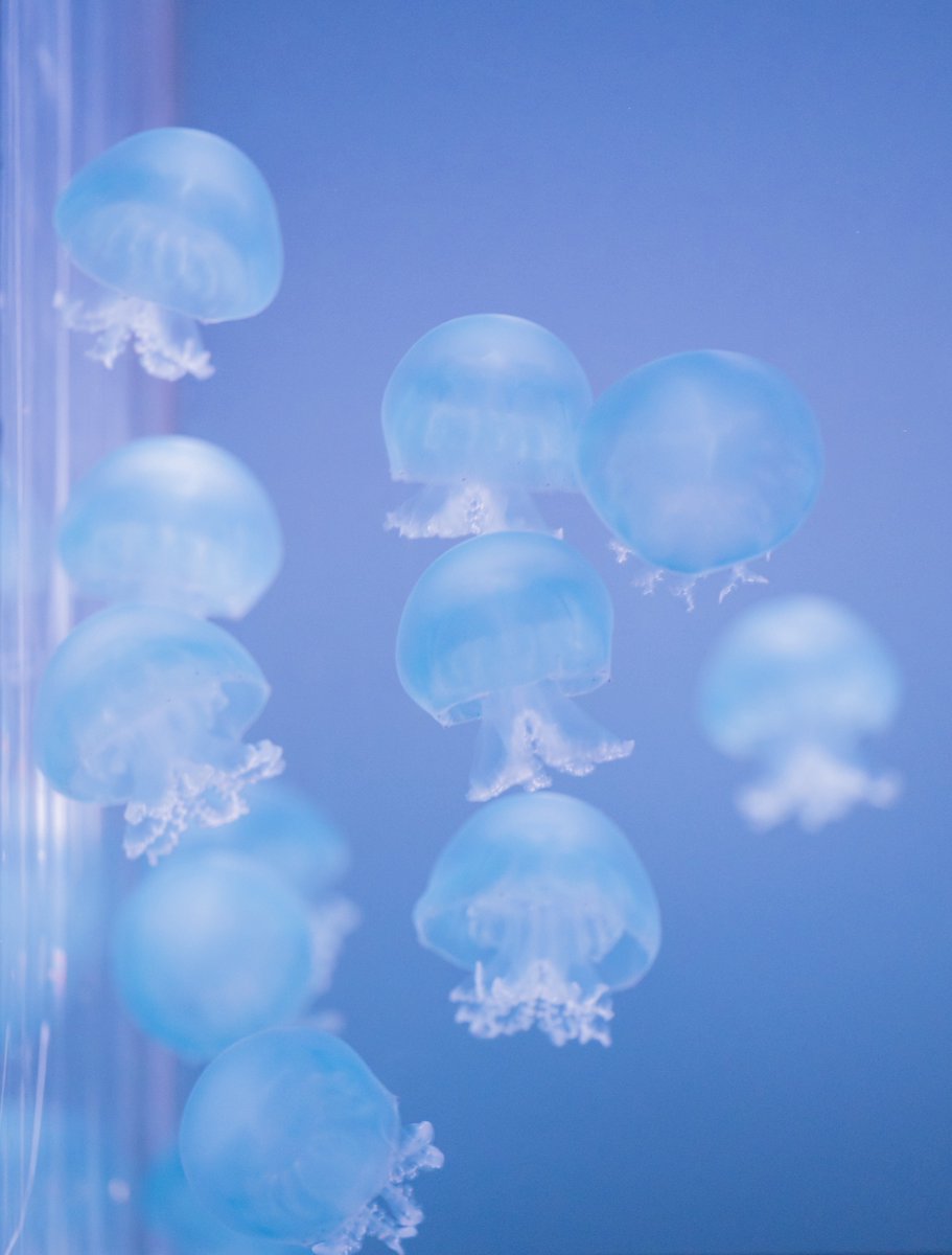 キャノンボールジェリーがいっぱい集まってるの好き