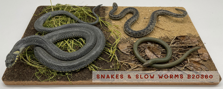 HubResources's tweet image. Today is World Snake Day, a global awareness day dedicated to appreciating the diversity, beauty, and ecological importance of snakes. Help your pupils look that more closely at these amazing creatures:
B20016 Grass Snake
B20026 Python and Skeleton
B20360 Snakes and Slow Worm