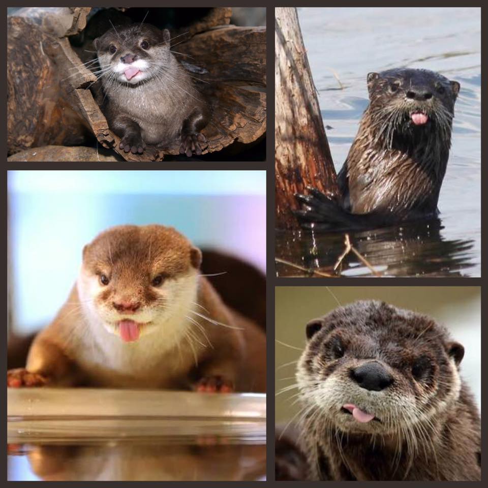Here are some important historical otter bleps to help you with Wednesday.