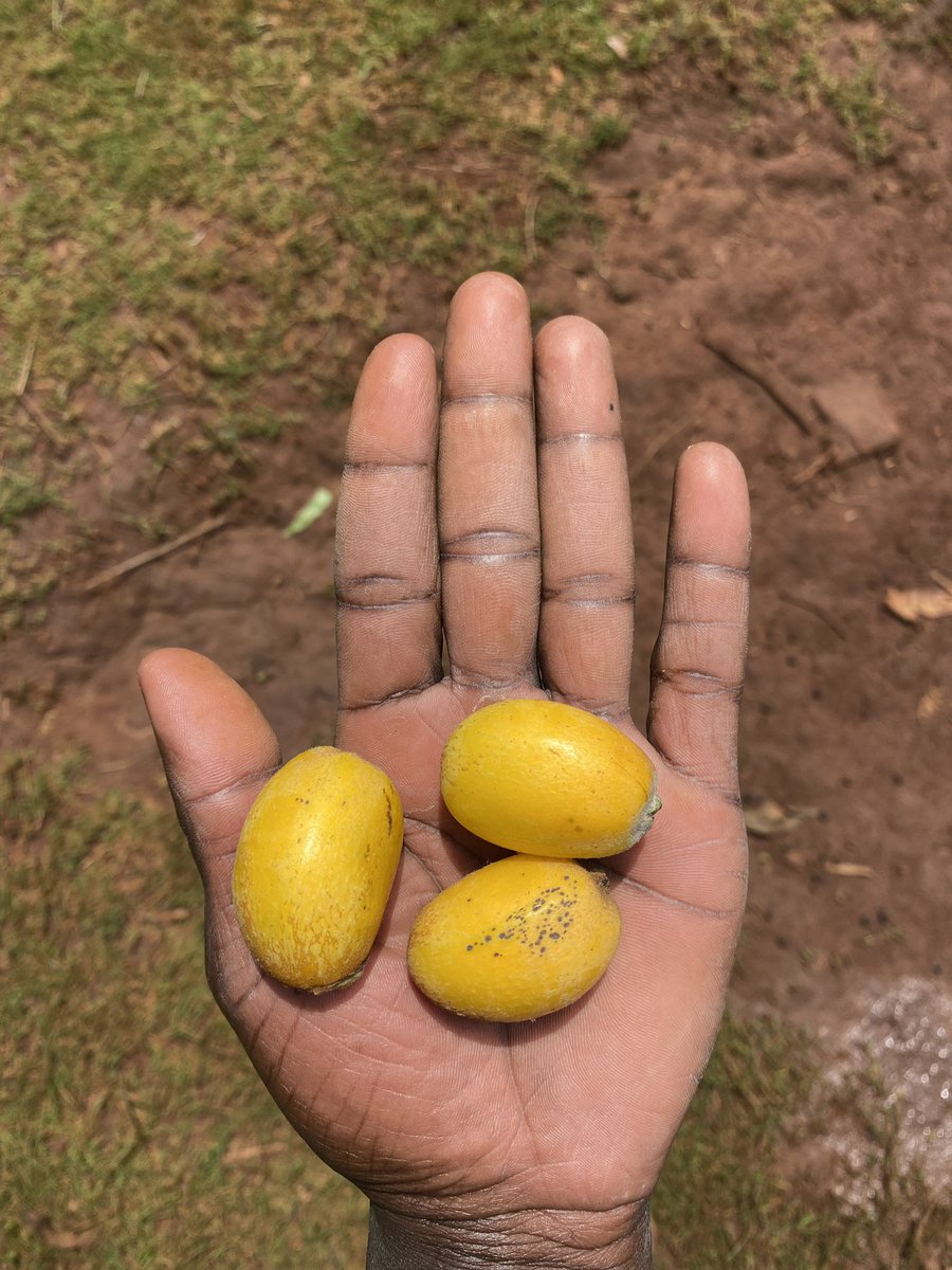 Good Afternoon from Ng’eny Village, Kwanza Sub county Trans Nzoia County.
We call them Chinduli.