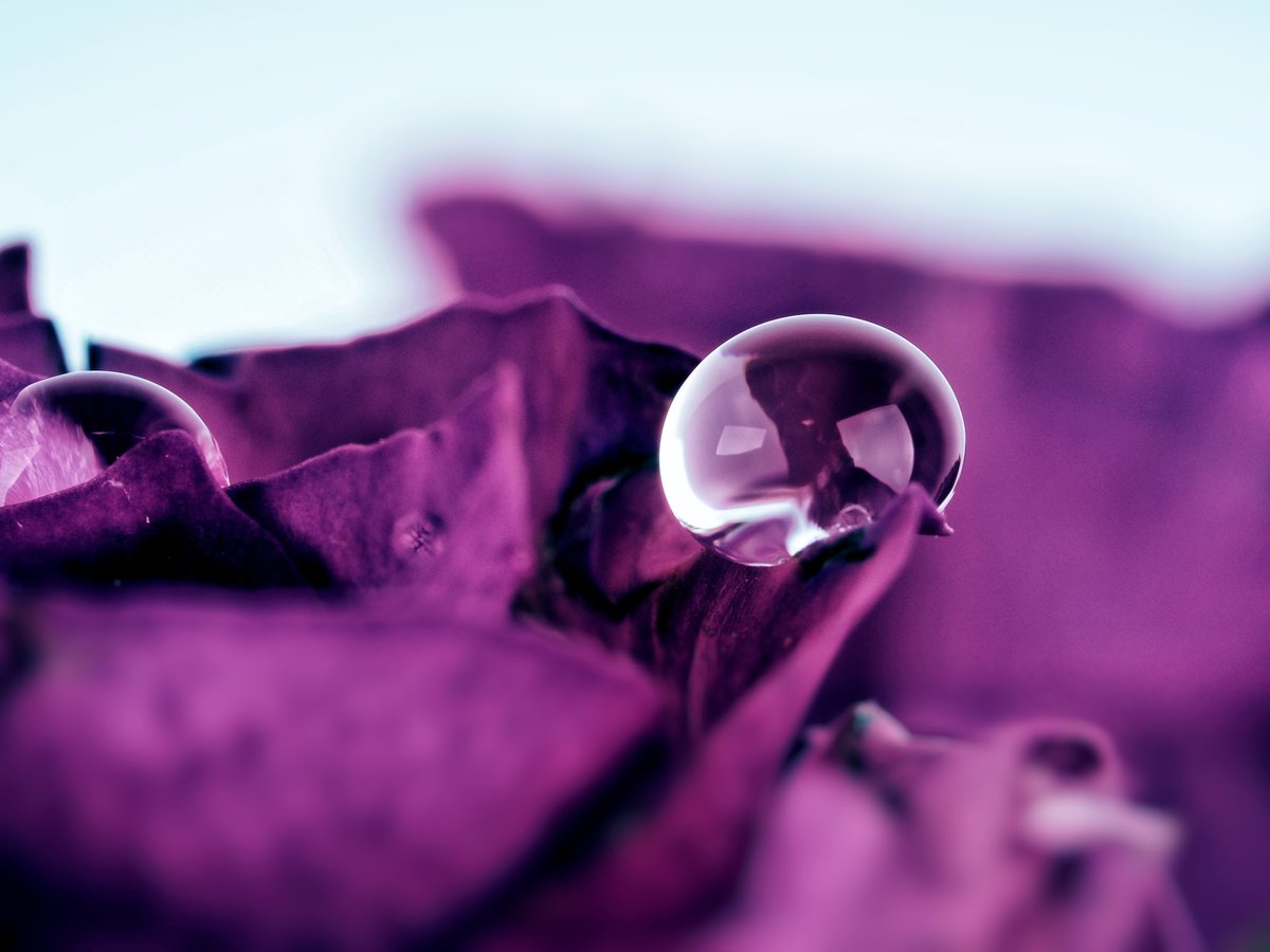Share your macro photos!