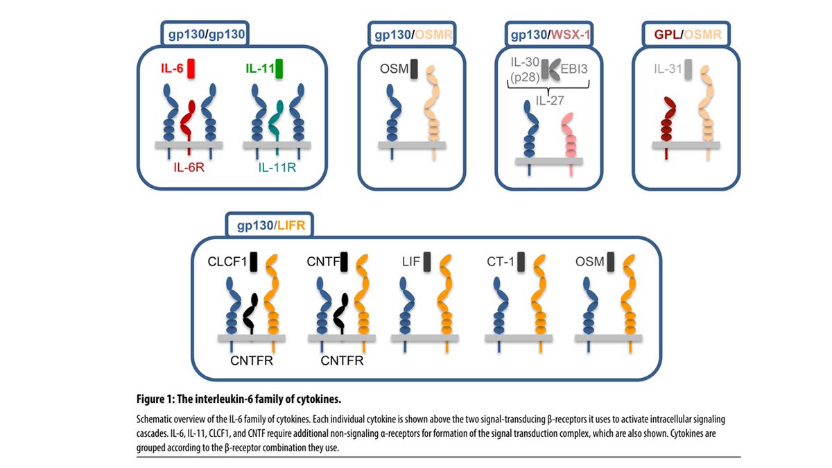 CzerwinsMarcin's tweet image. Interesting review about interleukin-6 family of cytokines (there are 9 of them), their receptors, and how glycosylation influences synthesis, receptor binding, signaling, stability, transport, ligand binding, internalization and recycling
tinyurl.com/vvrzab2r
#glycotime
