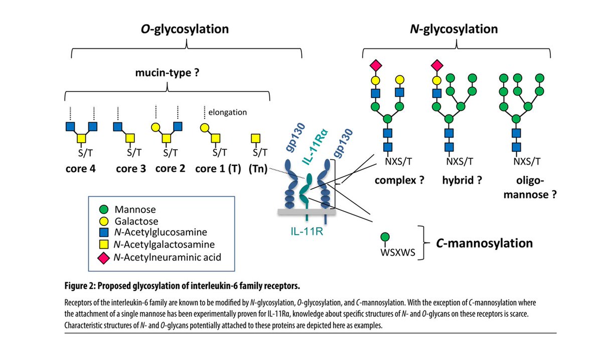 CzerwinsMarcin's tweet image. Interesting review about interleukin-6 family of cytokines (there are 9 of them), their receptors, and how glycosylation influences synthesis, receptor binding, signaling, stability, transport, ligand binding, internalization and recycling
tinyurl.com/vvrzab2r
#glycotime