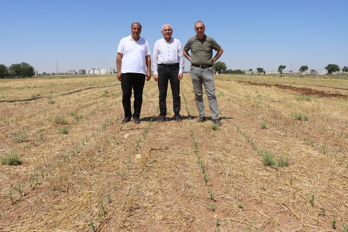 sanliurfabld's tweet photo. TOPRAK SÜRÜLMEDİ, MISIR YEŞERDİ🌽 

Şanlıurfa Büyükşehir Belediyesi'nden çiftçiye örnek olacak yenilikçi bir uygulama daha uygulamaya alındı. Akçakale’de buğday hasadının hemen ardından, toprak sürülmeden doğrudan mısır tohumu ekildi, sonuçlar umut verici!

✅ Yakıt ve zaman tasarrufu sağlandı
✅ Toprak yapısı korundu
✅ Maliyetler düştü, verim arttı

GAP Tarımsal Araştırma Enstitüsü iş birliğiyle 10 dönümlük alanda yapılan bu demonstrasyonla sürdürülebilir tarımın başarılı bir örneği ortaya kondu. Eylül ayı içerisinde düzenlenecek tarla günü etkinlikleriyle de bu yeni yöntem, çiftçilerimize uygulamalı olarak anlatılacak.

Amacımız: Daha az maliyetle, daha verimli üretim!