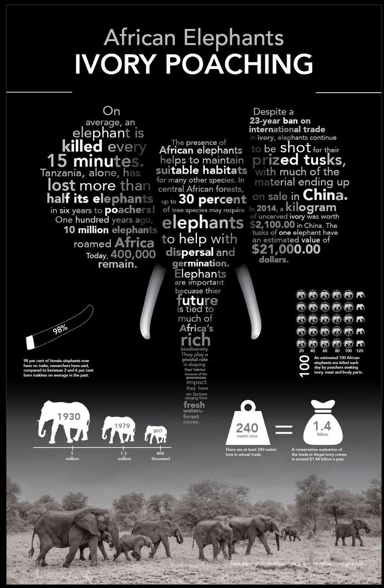 speakoutforanim's tweet photo. Every 15 minutes, an African elephant dies for its tusks. 💔

The numbers are heartbreaking. One hundred years ago, 10 million elephants roamed Africa. Today, only 400,000 remain.
• 100 African elephants are killed daily by poachers
• 98% of female elephants now have no tusks https://t.co/AMWlXXcZhC