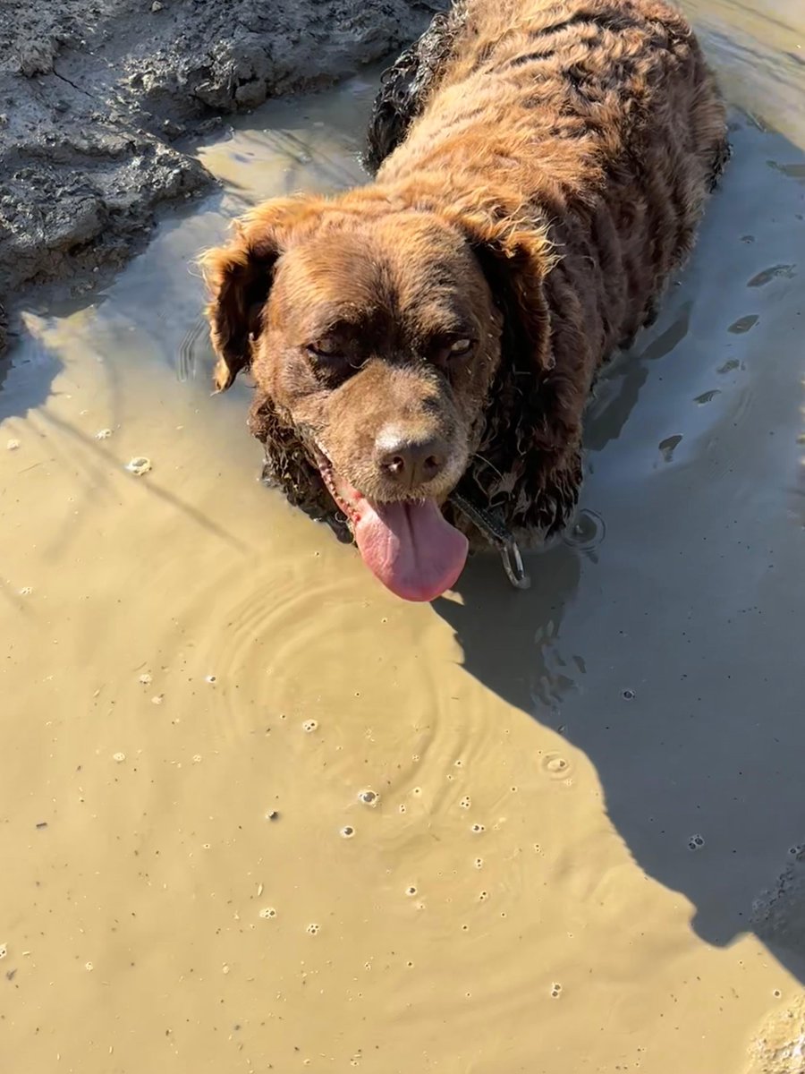 #Sevilla
#TANIA tiene 7 años y medio, hay una palabra que la define;  ¡luchadora!

Sobrevivió en la calle buscándose la vida como pudo y aun así, sigue confiando en el humano.

Tania es todo amor. Tiene una energía increíble y se lleva bien con sus compañeros del refugio (aunque