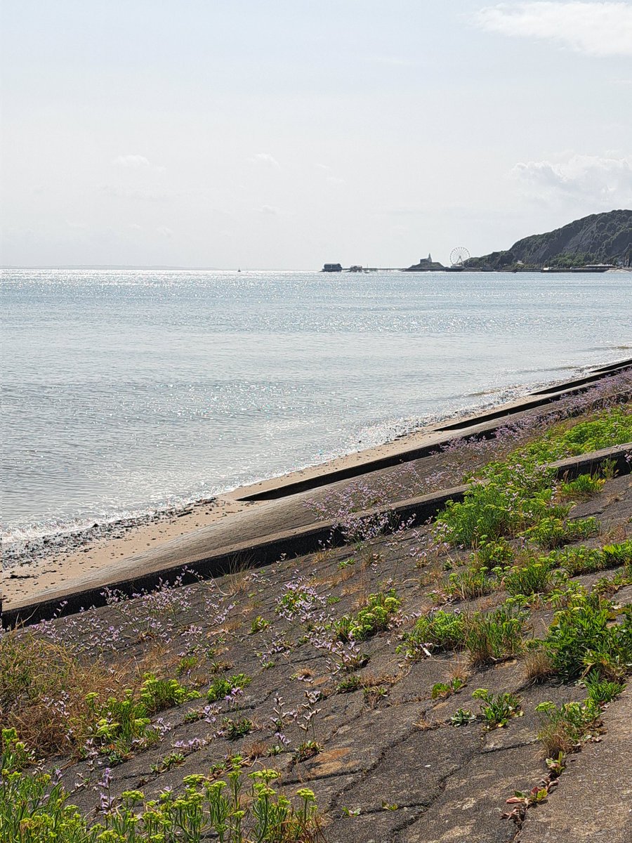 AuthorTracyRees's tweet image. Sea lavender and sparkles. It's still hot but cool enough to enjoy walks again. I bumped into my old boss from a long-ago job today and it was so lovely to connect #walking #sea #Wednesday #sunshine #books #authorlife