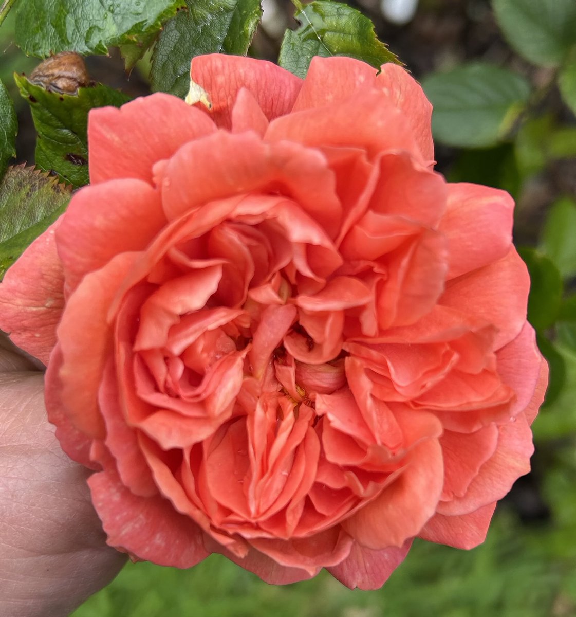 HelenMSimpson26's tweet image. First bloom from Sunset Song this year have a lovely #RoseWednesday #mygarden