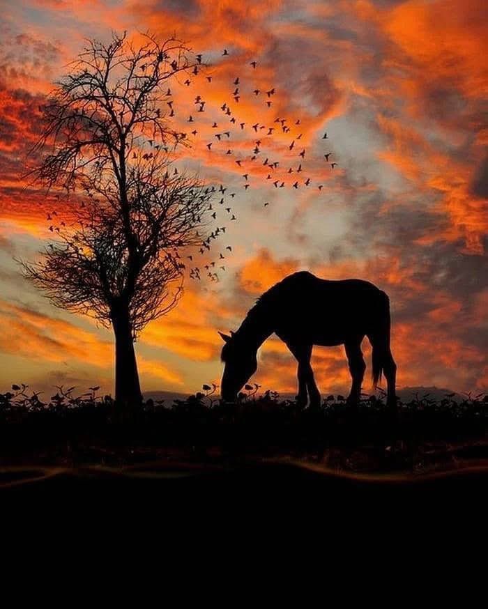 serenad75's tweet image. Söyle kuşlara
öyle üzerime 
kanat çırpmasınlar. 
Bak sonra...!
Güneşin arkasında.
Temmuzun ortasında.
&apos;&apos;Yüreğim üşüyor&apos;&apos;

Ayfer YILMAZ