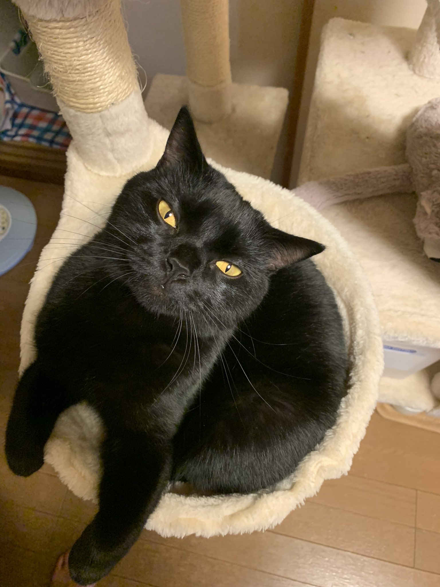 くろねこ鍾馗 on X: 