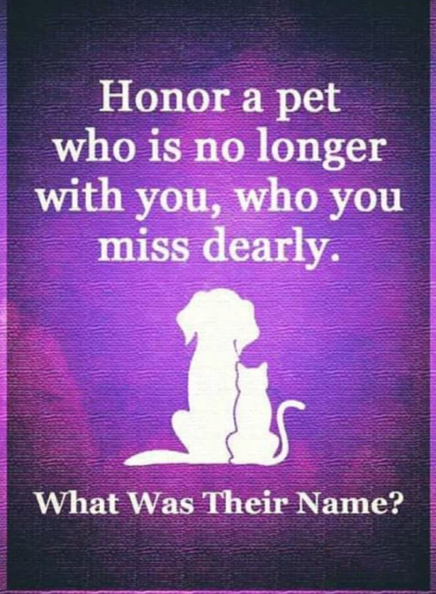 BestinDogs's tweet image. 