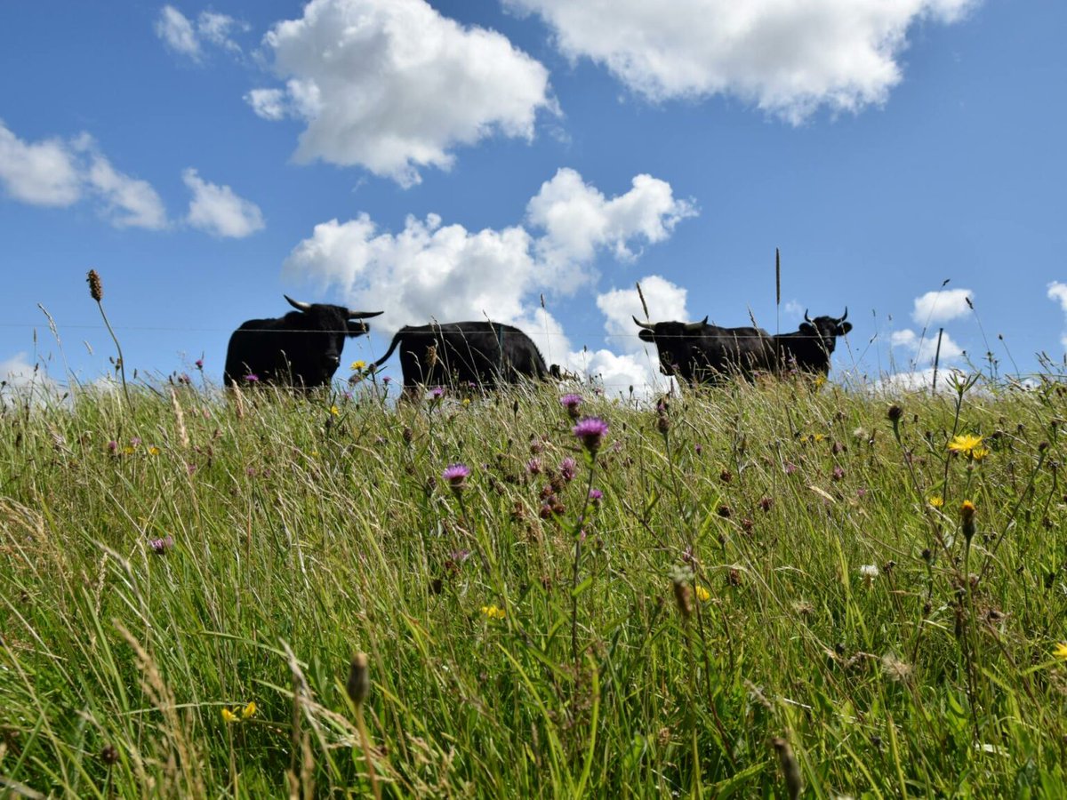Plantlife (@love_plants) on Twitter photo We're delighted that <a href="/WelshGovernment/">Welsh Government</a> has brought clarity for farmers about the Universal Layer of the upcoming SFS but the scheme’s ambition doesn’t match up with the resources needed to drive change for nature. Wales is at risk of failing to meet international commitments. We're delighted that <a href="/WelshGovernment/">Welsh Government</a> has brought clarity for farmers about the Universal Layer of the upcoming SFS but the scheme’s ambition doesn’t match up with the resources needed to drive change for nature. Wales is at risk of failing to meet international commitments.