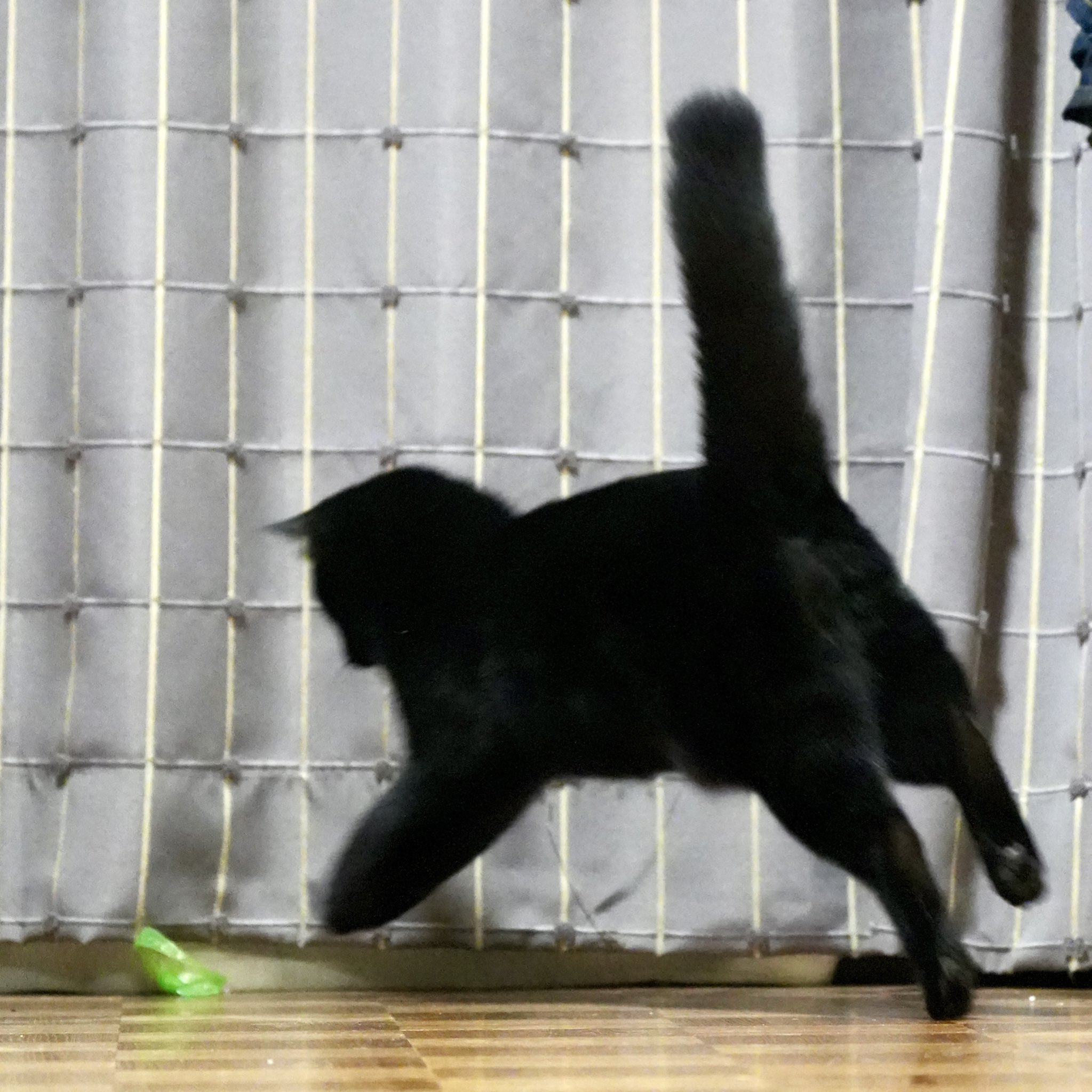 黒猫つくねちゃん太しっぽ on X: 