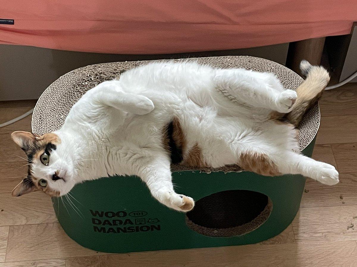 안녕 난 치치라고 해