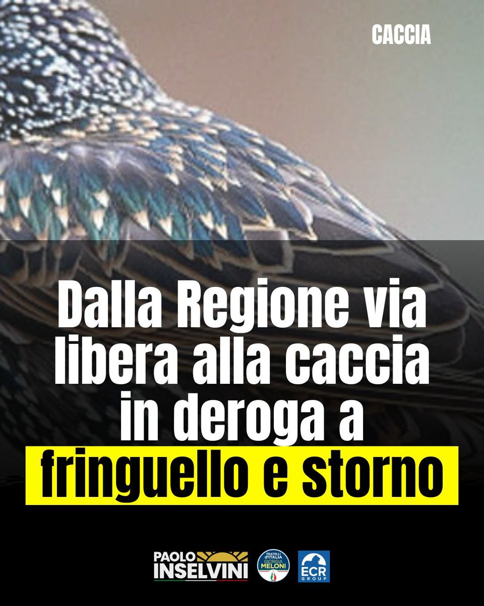 Paolo Inselvini (@paoloinselvini) on Twitter photo Un'altra straordinaria vittoria da Regione Lombardia per il mondo venatorio: via libera alla caccia in deroga a fringuello e storno.
Un grande successo frutto del lavoro e della determinazione degli amici @votacarlobravo e <a href="/alessandro/">Alessandro Ferr</a>.beduschi. Un'altra straordinaria vittoria da Regione Lombardia per il mondo venatorio: via libera alla caccia in deroga a fringuello e storno.
Un grande successo frutto del lavoro e della determinazione degli amici @votacarlobravo e <a href="/alessandro/">Alessandro Ferr</a>.beduschi.