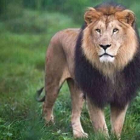 GashamaYohannes's tweet photo. Among the national parks in the Amhara region are Borena, Saint Werehimenu, #Godebe and #Altash National Parks.
@Landoforigins @tourism @visiteth251 @VisitAmhara_ #Ethiopia #Humanorigin #unescoworldheritage @UNESCO #tourism #VisitAmhara https://t.co/faRcYJXcDL