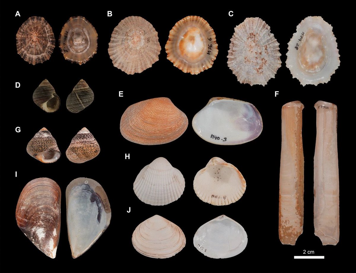 asierge's tweet image. New paper in Journal of Archaeological Method and Theory ⬇️
Where the shells come from? A new methodology for establishing collection areas applied to Upper Palaeolithic and Mesolithic shell middens from northern Iberia.
🔗 doi.org/10.1007/s10816…