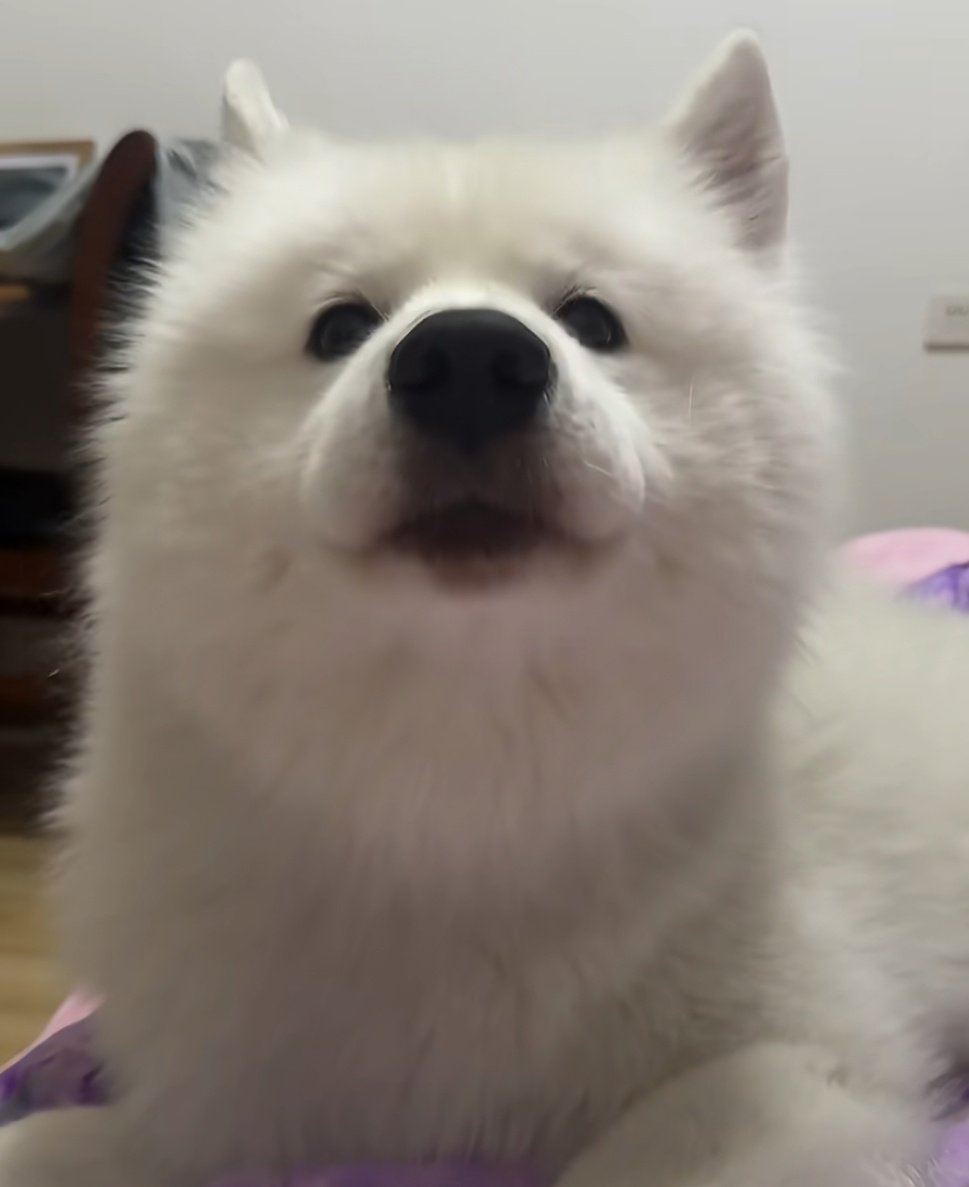 phu_as_samoyed's tweet image. 😶
#PHUTATCHAI