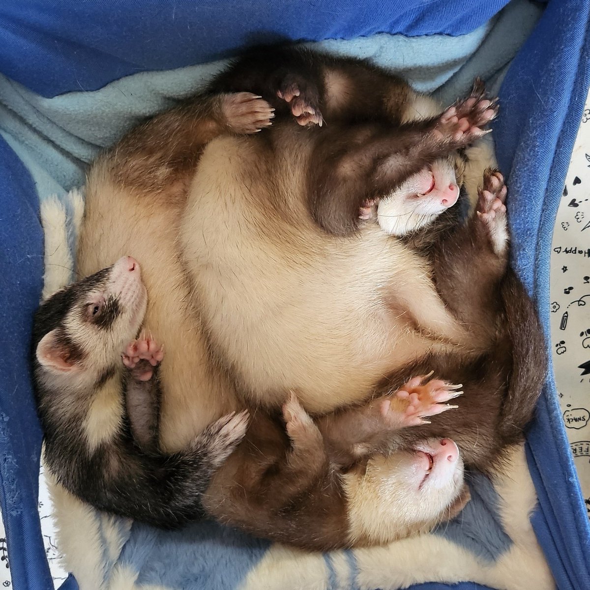 フェレピといたち丸とイタチェンコ tweet media