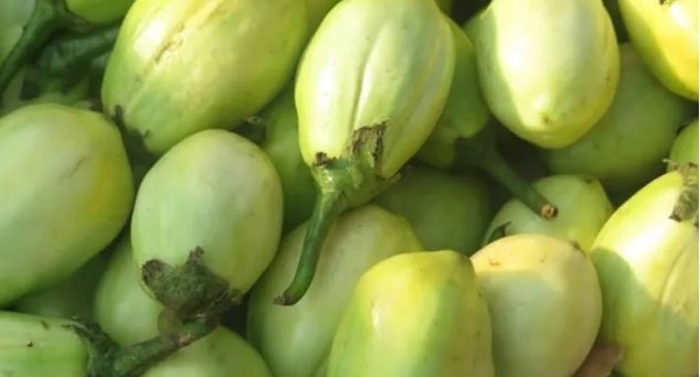 TimoGodsgiven's tweet image. A Blend of Health and Culture
Fresh vegetables are a vibrant part of local culture and healthy living . In Uganda's Lango Land, vegetables like such and peppers are staples in traditional diets.They contribute to nutritious meals but also play a role in cultural practices.