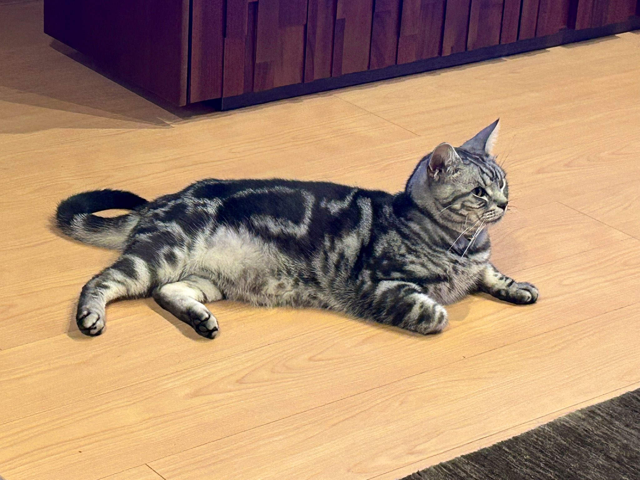 電脳ねこ／Cyber Cat🐈 on X: 