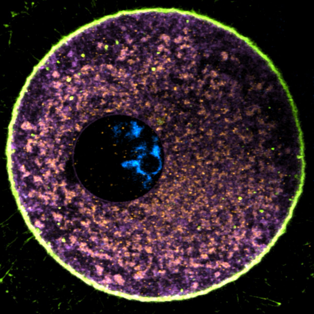 Gabriele Zaffagnini (@zaffagg3) on Twitter photo 📣 Paper alert!! Excited to share the 2nd research paper from my time in the <a href="/LabBoke/">BökeLab</a> at <a href="/CRGenomica/">Centre for Genomic Regulation (CRG)</a>, out today in the <a href="/embojournal/">The EMBO Journal</a>!
We asked: "how do human oocytes regulate proteostatic organelles under physiological conditions?"
We collaborated with <a href="/DexeusMujer/">Dexeus Mujer</a> and employed 📣 Paper alert!! Excited to share the 2nd research paper from my time in the <a href="/LabBoke/">BökeLab</a> at <a href="/CRGenomica/">Centre for Genomic Regulation (CRG)</a>, out today in the <a href="/embojournal/">The EMBO Journal</a>!
We asked: "how do human oocytes regulate proteostatic organelles under physiological conditions?"
We collaborated with <a href="/DexeusMujer/">Dexeus Mujer</a> and employed