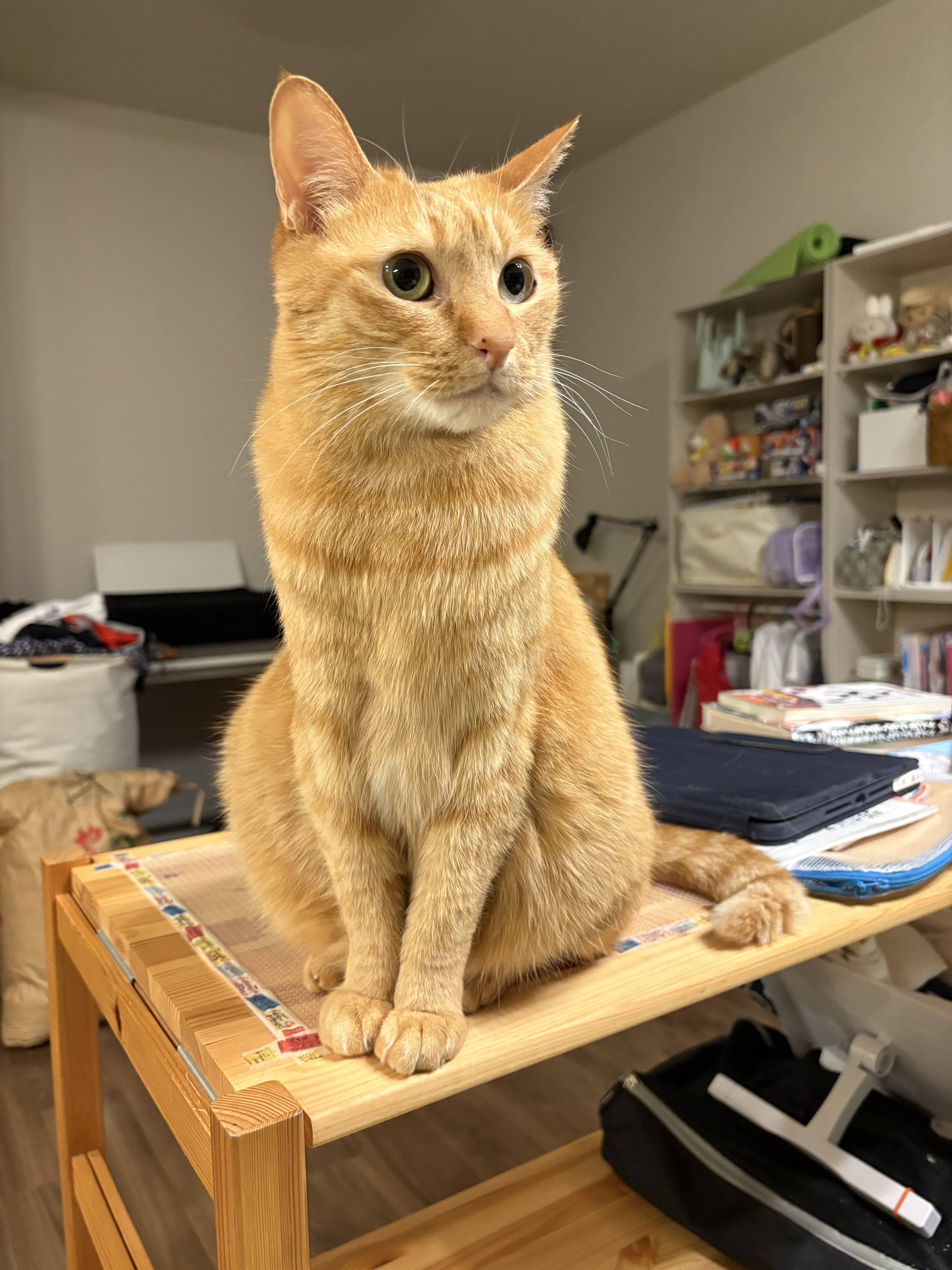 とらねこ ヨドバシ.com - りぶはあと 37724-42 [ねこ肯定感 チェーン