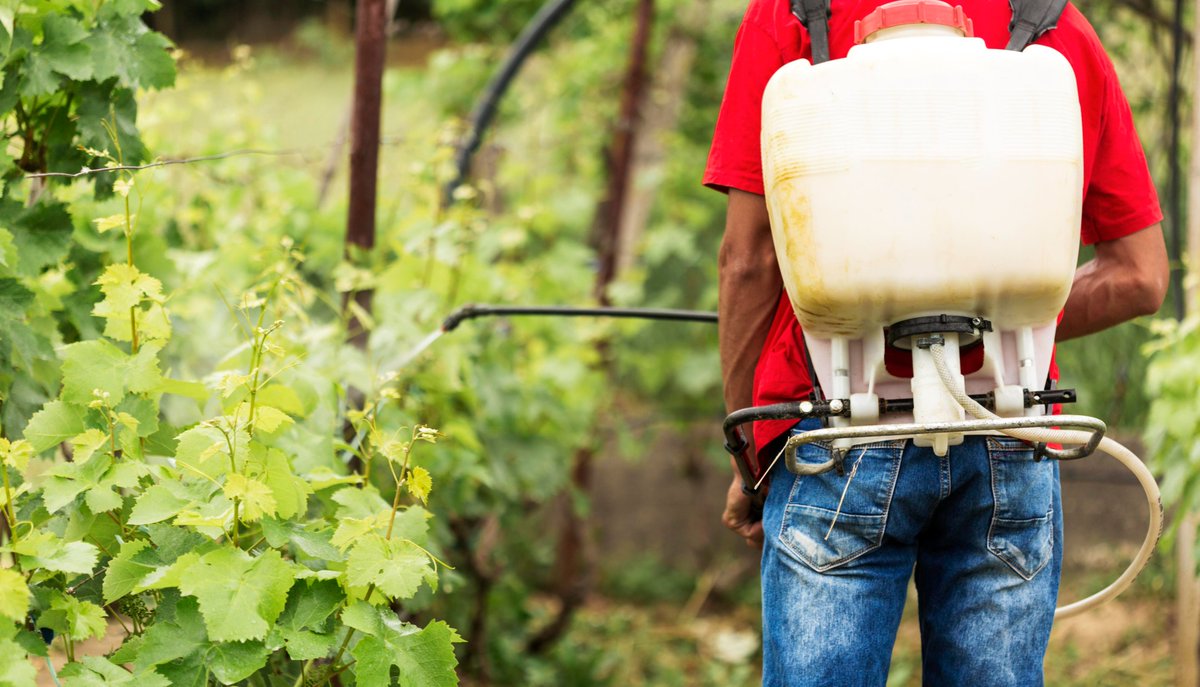 UNESCOWWAP's tweet image. Good news for Europe’s waters: #pesticide use in the EU hits record low!
Some facts:
💧Pesticide sales fell to 292,000 tonnes (2023), reducing harmful runoff into rivers, lakes & groundwater
📉 Use & risk dropped 46% since 2011
🔍 Nevertheless, >230 'emergency derogations'…