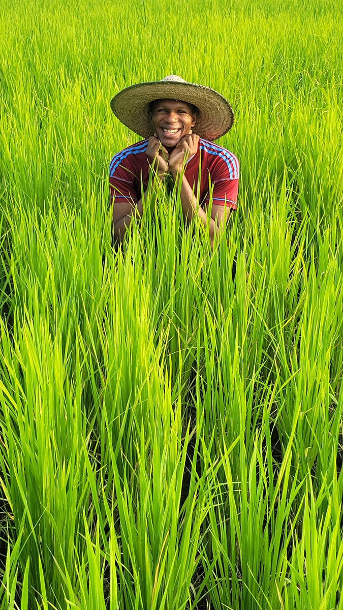 DanielRegha's tweet photo. Rice farm; Invest in agriculture (if you can)... 🌾 https://t.co/5baw5ioeFN