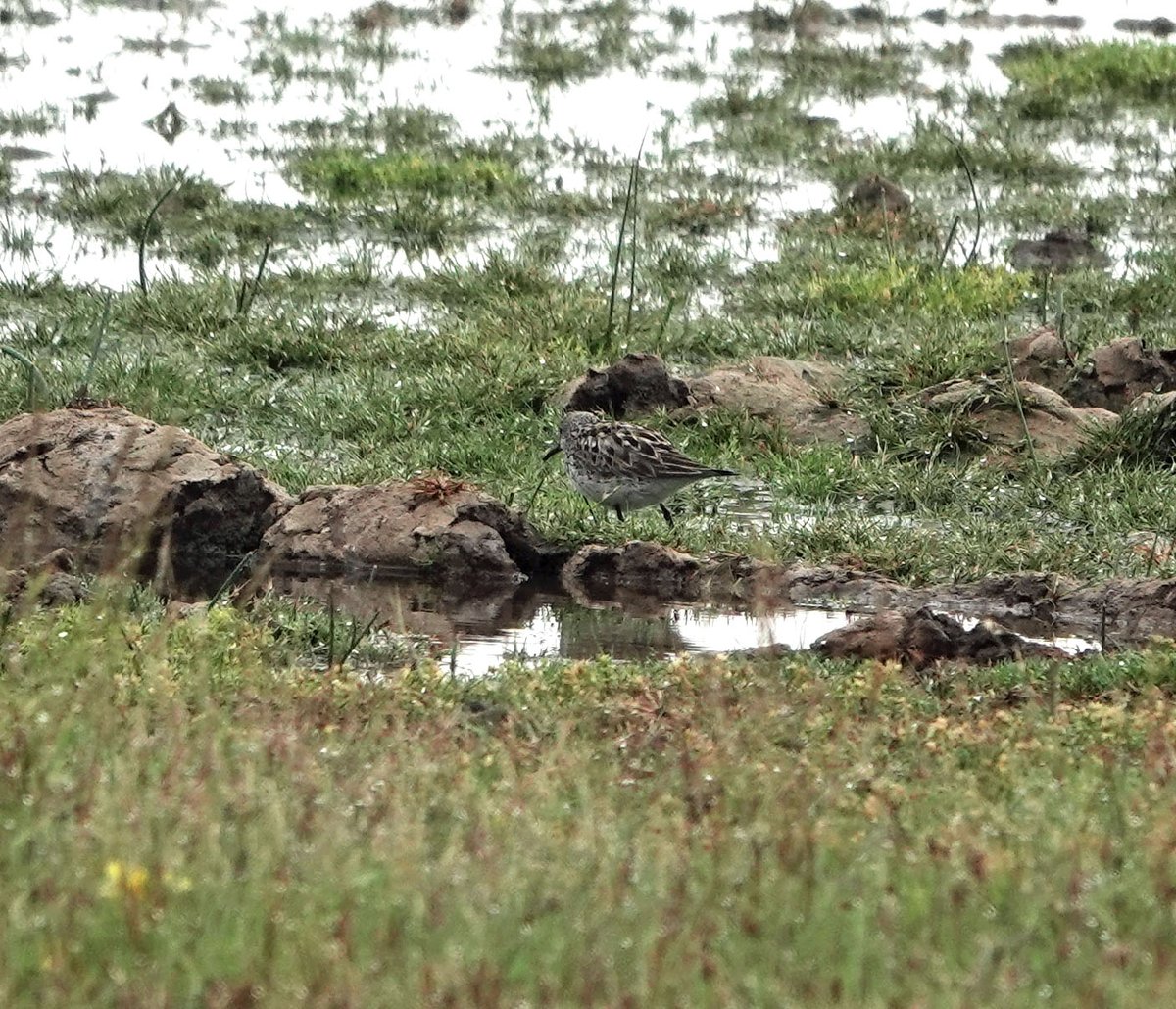 Couple of record shots of the adult White-rumped Sandpiper in very poor light at Musselburgh early this morning <a href="/birdinglothian/">Birding Lothian</a> <a href="/EdinburghNats/">ENHS</a> #Lothian