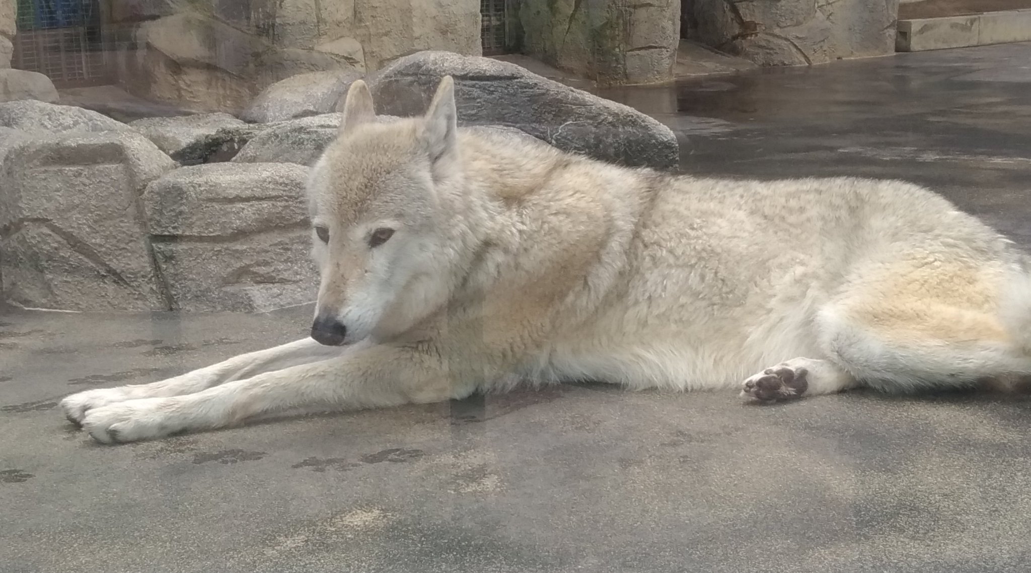 黒鹿毛 🦊🐶🐾 on X: 