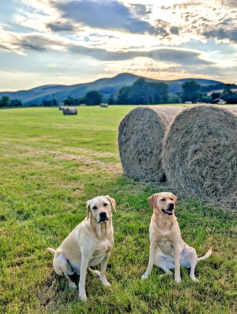 BertsLegacy's tweet image. Busy day ahead. Had two games of fetch in the field (6am and 9.30am) then going down to spend the day with Arthur, Brodie and Maci whilst mum and dad go to a birthday meal.
#dogsoftwitter #dogsofX #labrador #dog