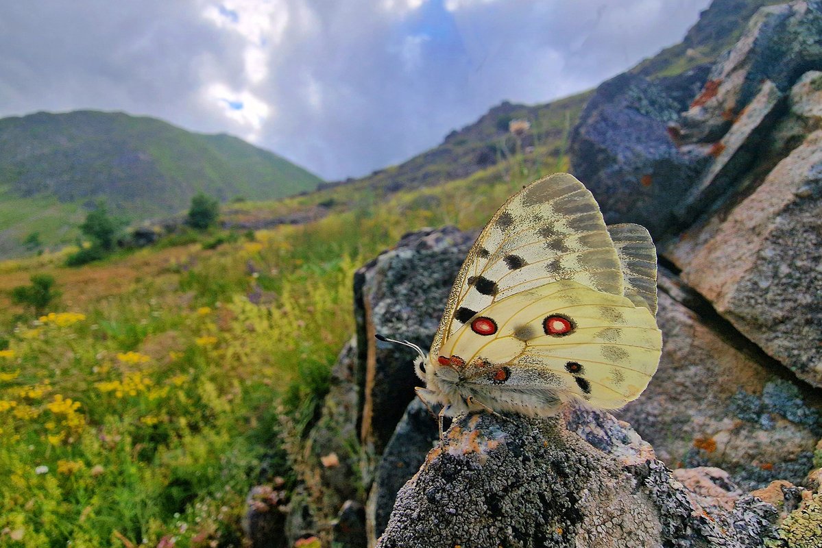 Greenwings's tweet image. Good morning from Türkiye, where one of our summer butterfly tours is now in full swing. Here's an Apollo, which like our guests, seems to be enjoying the fine scenery!
As genuine conservationists we donate funds to @europebutterfly from all our worldwide butterfly tours.