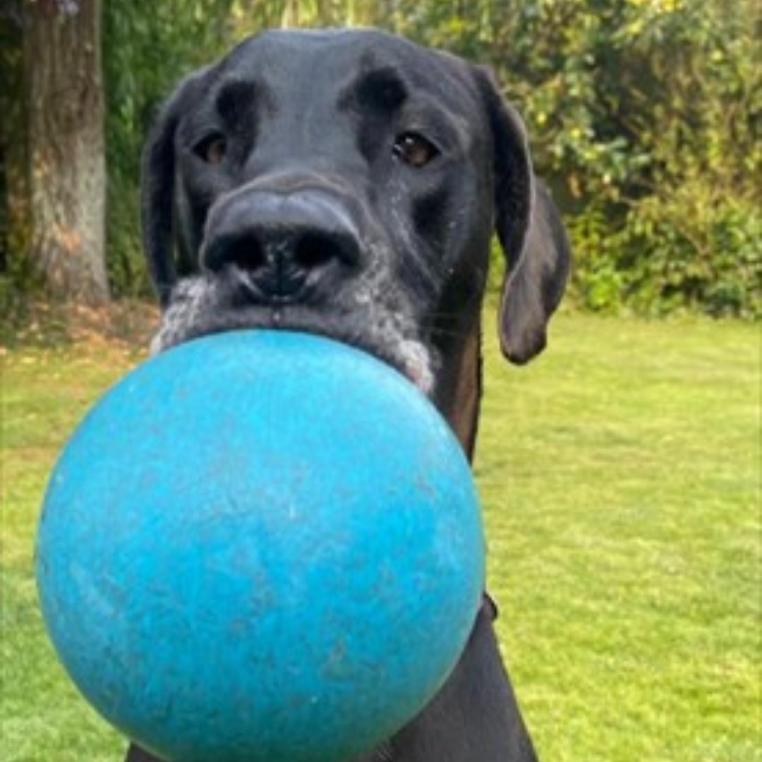 Hello friends, Rosie here! 🐶

I'm a 4-year-old Great Dane looking for a pet-free home with a secure garden to play in! I could live with kids over 14+ and I can be left in my own company for up to 4 hours. Could you give a big girl like me a home? ⬇️

jerrygreendogs.org.uk/dogs/rosie/