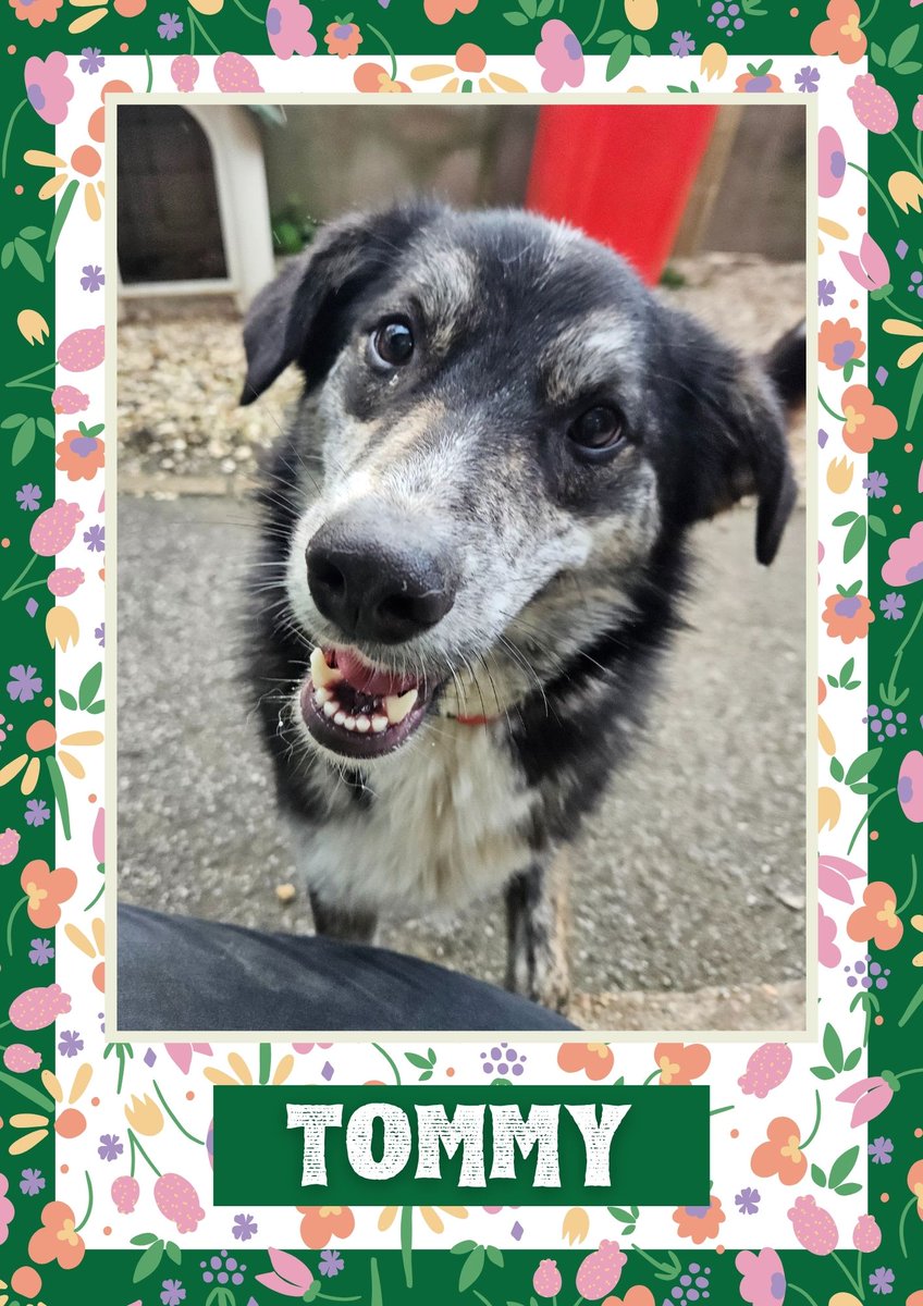 Tommy would like you to retweet him so the people who are searching for their perfect match might just find him 💚🙏 oakwooddogrescue.co.uk/meetthedogs.ht… 
#teamzay #dogsoftwitter #rescue #rehomehour #adoptdontshop #k9hour #rescuedog #adoptable #dog