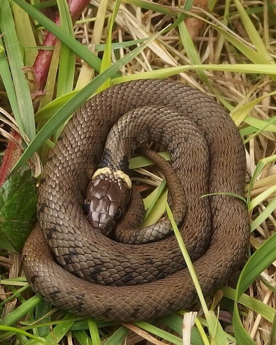CityCorpHeath's tweet image. It&apos;s World Snake Day - so here&apos;s why we should appreciate Snakes more: 

Snakes are very important to our ecosystem, helping to keep rodent populations down. The Heath is home to Grass Snakes, whose numbers are fast declining, so it&apos;s important we work hard to protect them! 🐍