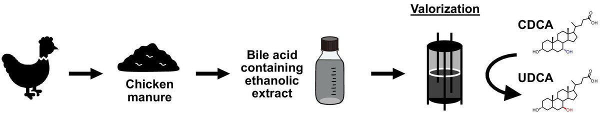 MicrobialBiote1's tweet image. Chicken manure is a rich, underused source of bile acids! Holert et al show chenodeoxycholic acid can be extracted & directly converted into valuable ursodeoxycholic acid for pharma use. doi.org/10.1111/1751-7…