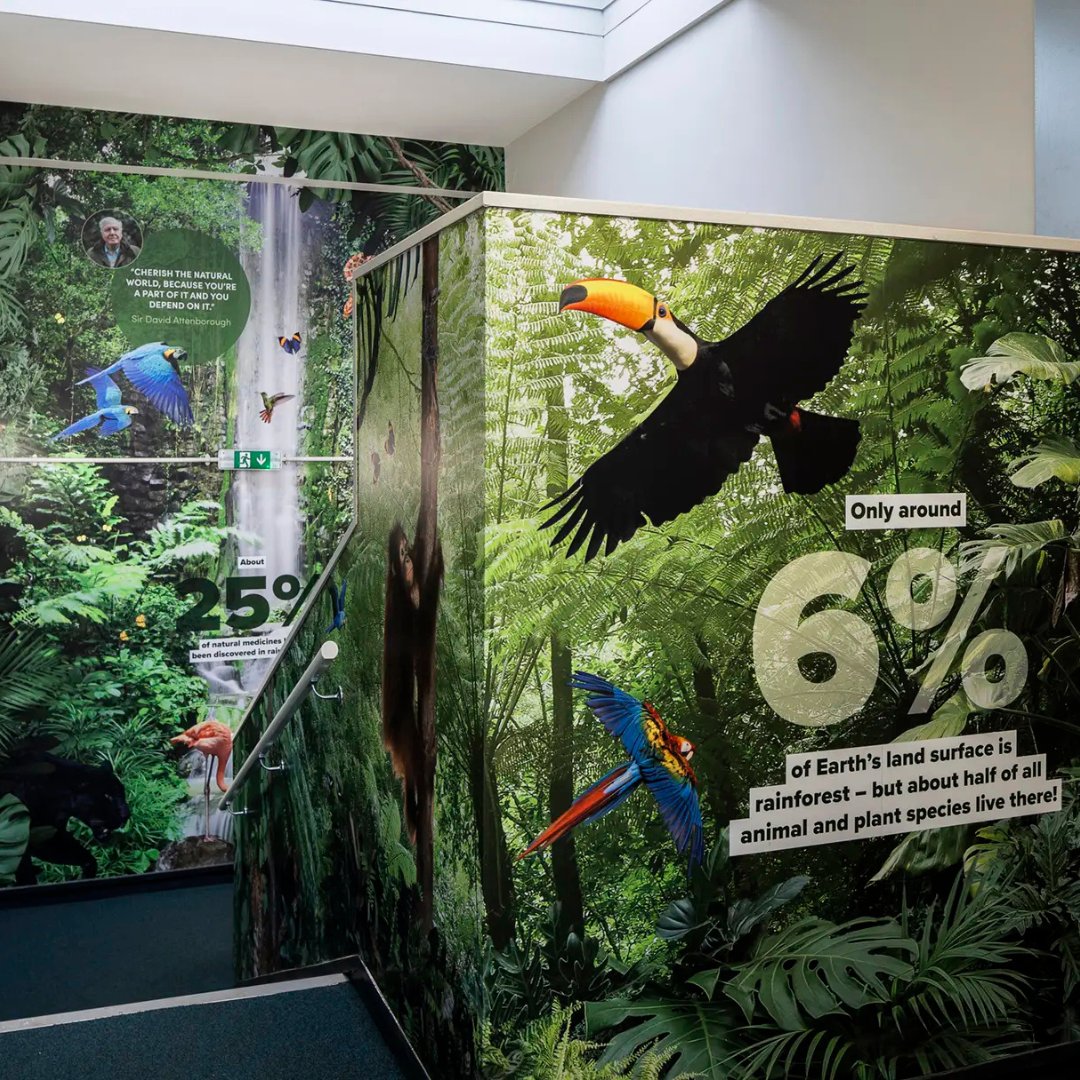 We designed a rainforest stairwell for Oakwood School. Spending time in nature is proven to improve wellbeing. So, bringing the outdoors inside is a surefire way to boost mental health and create a positive learning environment: tinyurl.com/4tsvdt67  #PromoteYourSchool
