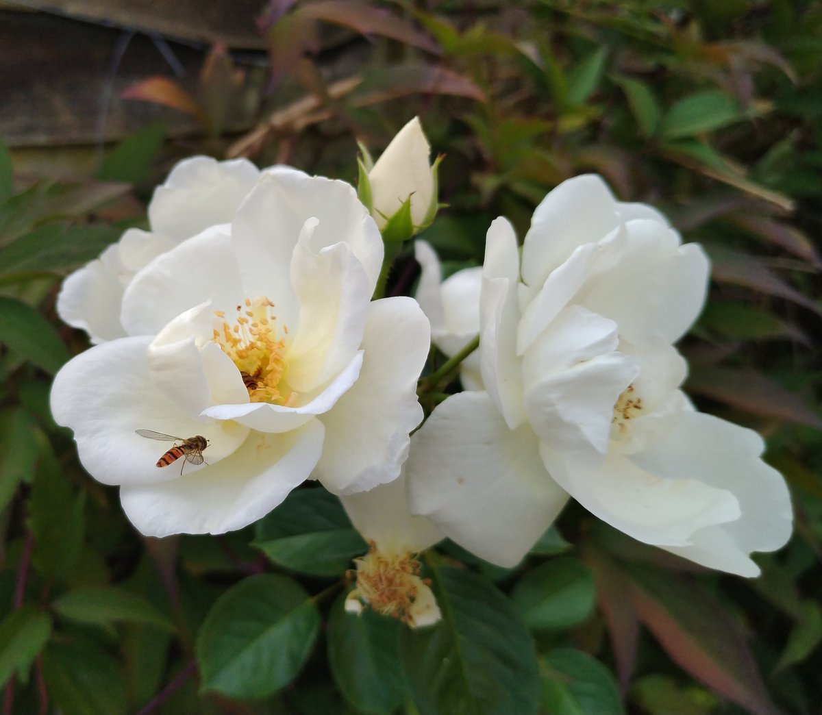 GraemeEdwards1's tweet image. The fragrant climbing rose 'White Star' proving popular with the hoverflies #RoseWednesday