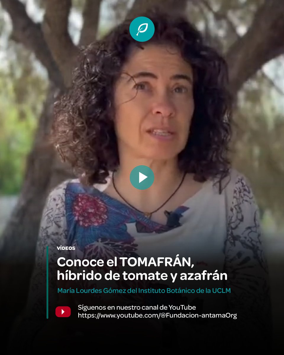 ¿Conoces el TOMAFRÁN? Un equipo de investigadores de la UCLMy el CSIC han creado unos tomates con genes de azafrán, capaces de proteger contra los trastornos neurológicos que ocasiona la enfermedad de Alzheimer.

youtu.be/vQbiCkI1T6U?si…