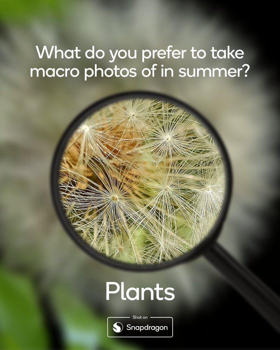Snapdragon_UK's tweet image. 🌼, 🍃, 🐝 or 🌱?
@orange_scooter, @OfficialMr_West, @rick00357876097 and @yo_mismo1 captured these stunning Macro shots, all #ShotOnSnapdragon 🙌