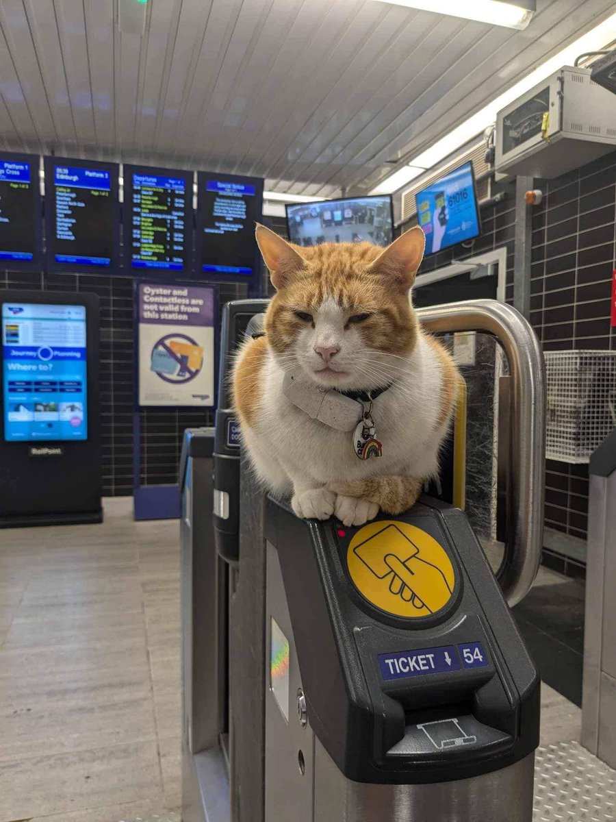 CatWorkers's tweet photo. Nala the station cat! https://t.co/ovvT9qcuQg